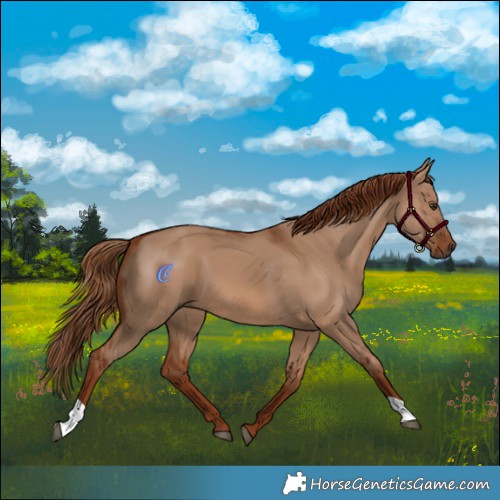 Horse Color:Red Dun