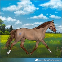 Horse Color:Red Dun 