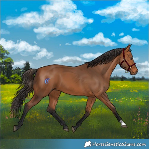 Horse Color:Bay 