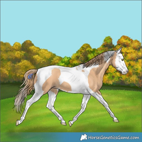 Horse Color:Gold Champagne Splash Tobiano 