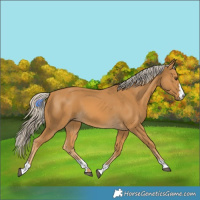 Horse Color:Palomino 