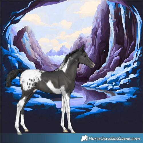 Horse Color:Black Tobiano Appaloosa 