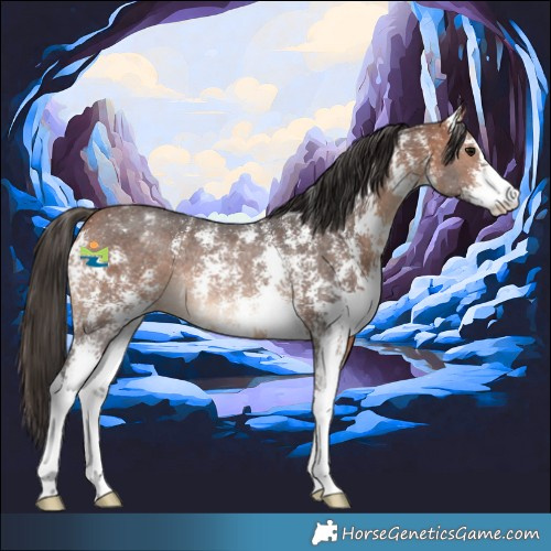 Horse Color:Bay Sabino Appaloosa Rabicano 