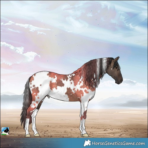 Horse Color:White Spotted Brown Dun