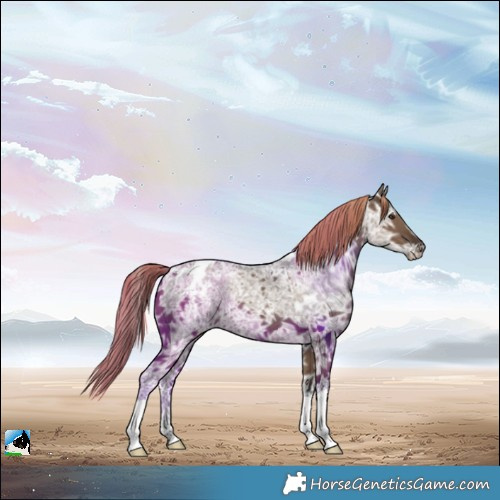 Horse Color:Liver Red Dun Ice Appaloosa
