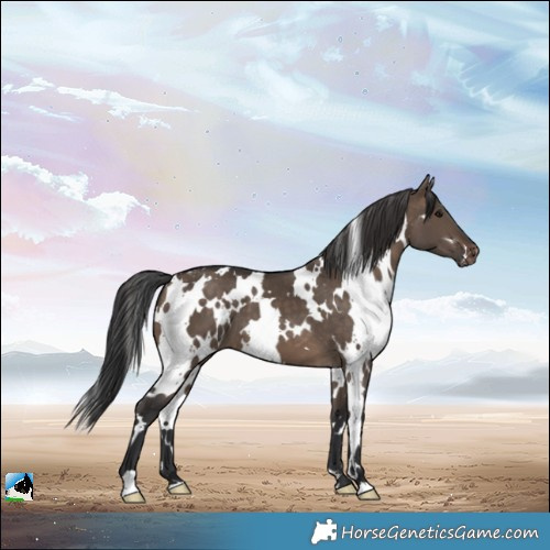 Horse Color:White Spotted Brown Dun Varnish