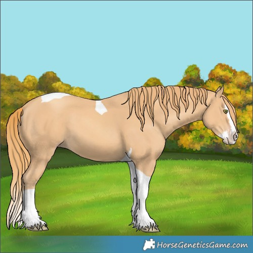 Horse Color:Gold Champagne Splash Tobiano 