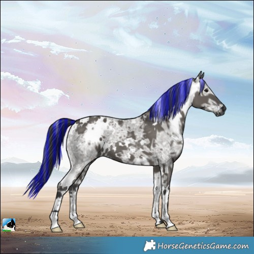 Horse Color:Painted White Spotted Grullo Ice 