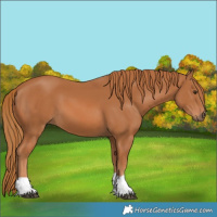 Horse Color:Chestnut 
