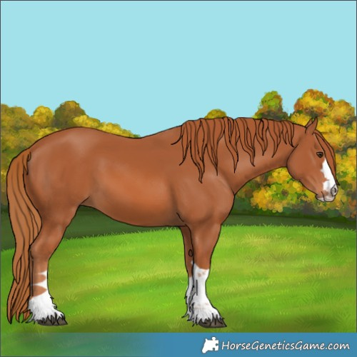 Horse Color:Chestnut 