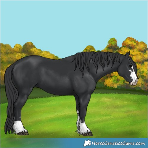 Horse Color:Black 