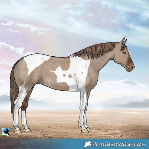 Horse Color:Liver Red Dun Tobiano Appaloosa 