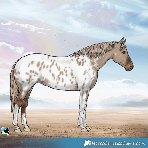 Horse Color:Liver Red Dun Tobiano Appaloosa 