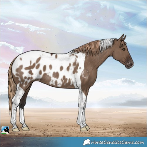 Horse Color:Liver Red Dun Tobiano Appaloosa Rabicano 