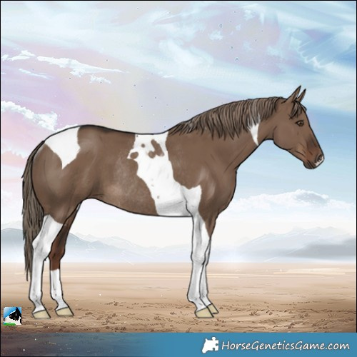 Horse Color:Liver Red Dun Tobiano Rabicano 