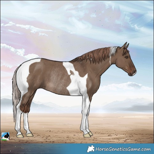 Horse Color:Liver Red Dun Tobiano Rabicano 