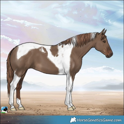 Horse Color:Liver Red Dun Tobiano 