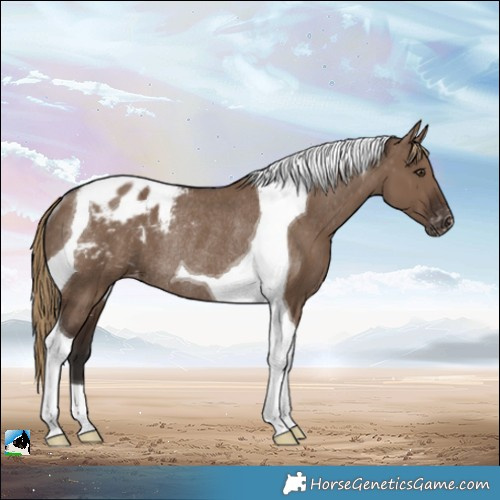 Horse Color:Liver Red Dun Tobiano Appaloosa Rabicano 