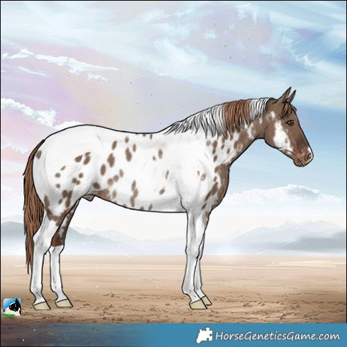 Horse Color:Liver Red Dun Tobiano Appaloosa Rabicano 