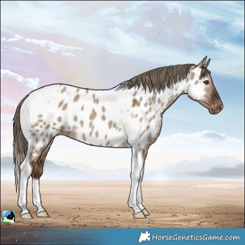Horse Color:Liver Red Dun Tobiano Appaloosa Rabicano 