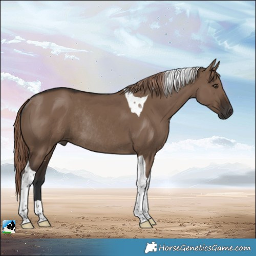 Horse Color:Liver Red Dun Tobiano Rabicano 