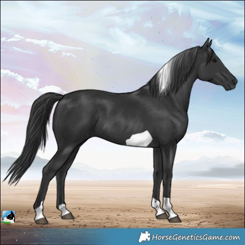 Horse Color:Black Tobiano Rabicano 