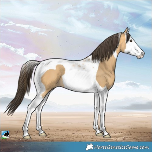 Horse Color:Buckskin Dun Splash Tobiano 