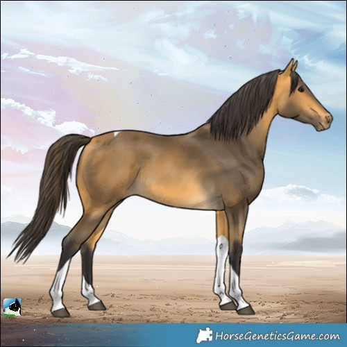 Horse Color:Buckskin Tobiano Rabicano 