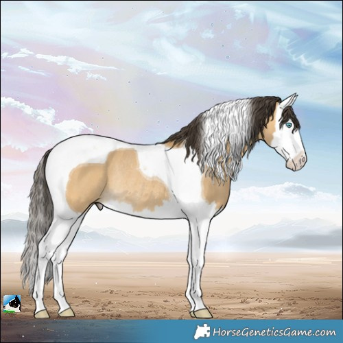 Horse Color:Buckskin Dun Splash Tobiano Rabicano 