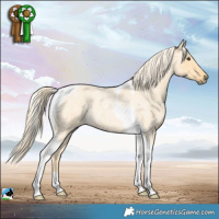 Horse Color:Palomino Roan Dun Tobiano