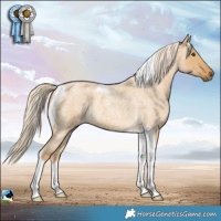 Horse Color:Palomino Roan Dun Tobiano