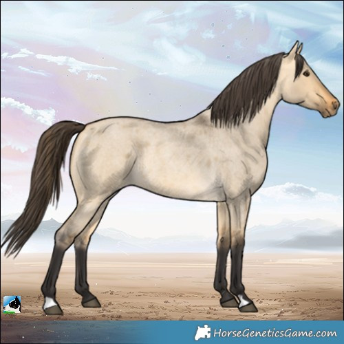 Horse Color:Buckskin Roan Dun 