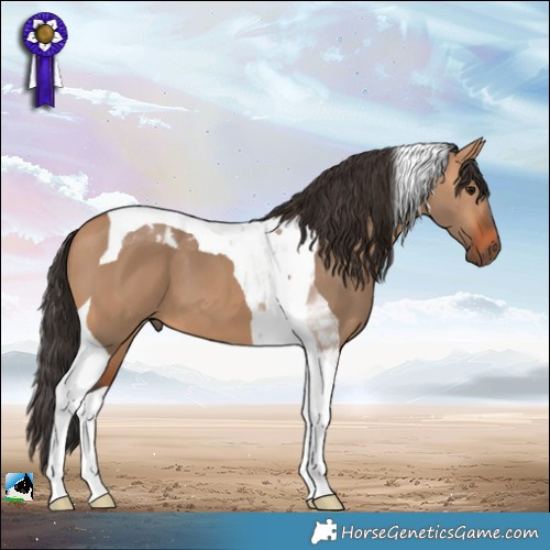 Horse Color:Bay Dun Tobiano 