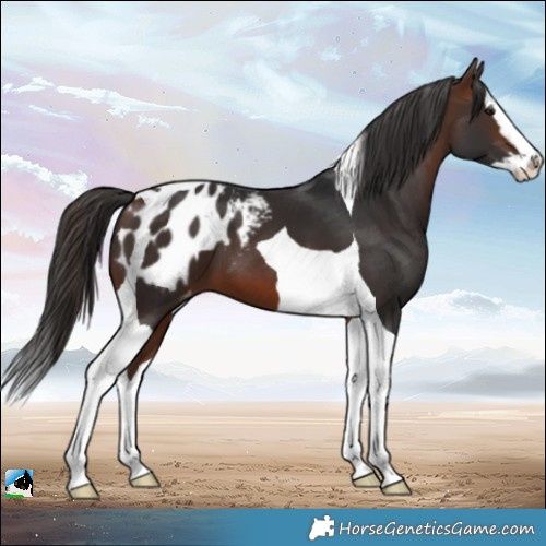 Horse Color:Brown Splash Tobiano Blanket 