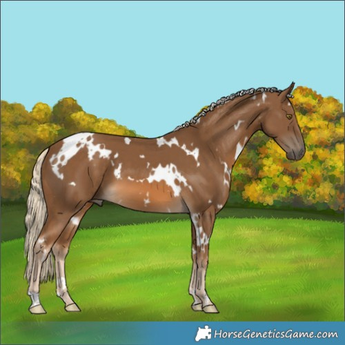 Horse Color:White Spotted Chocolate Palomino