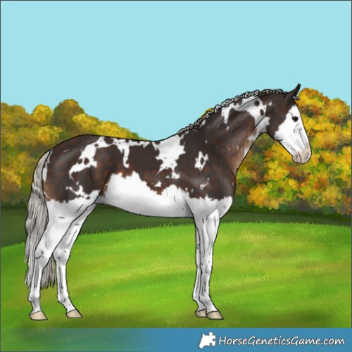 Horse Color:White Spotted Silver Brown Splash