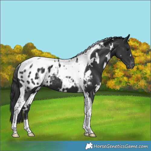 Horse Color:White Spotted Black Tobiano Appaloosa 