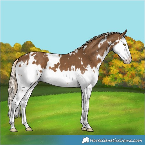 Horse Color:White Spotted Chocolate Palomino Splash