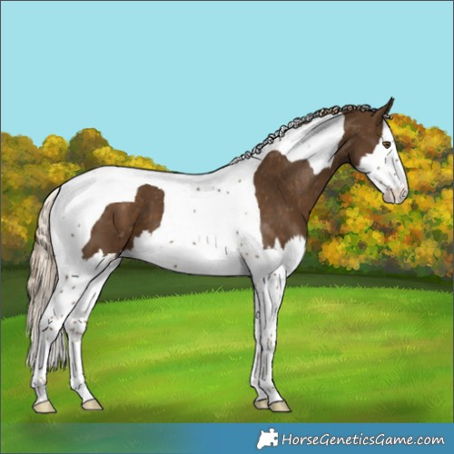 Horse Color:Chocolate Palomino Splash Tobiano Appaloosa 