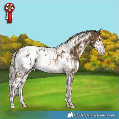 Horse Color:White Spotted Chocolate Palomino Appaloosa  and White Spotted Silver Buckskin Splash Tobiano Appaloosa 