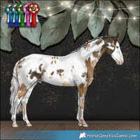Horse Color:White Spotted Chocolate Palomino Blanket  and White Spotted Silver Buckskin Splash Tobiano Blanket 