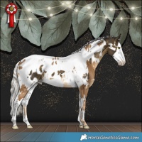 Horse Color:White Spotted Chocolate Palomino Appaloosa and White Spotted Silver Buckskin Splash Tobiano Appaloosa