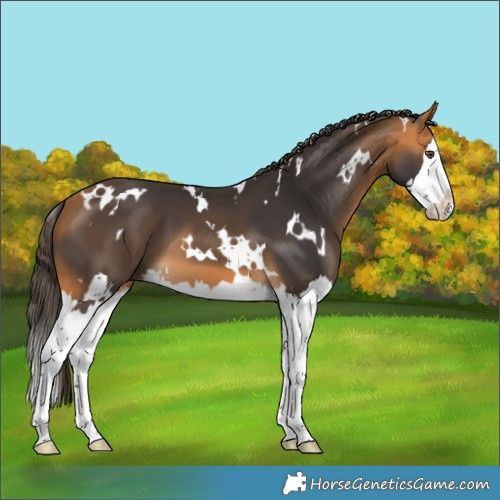 Horse Color:White Spotted Buckskin Splash