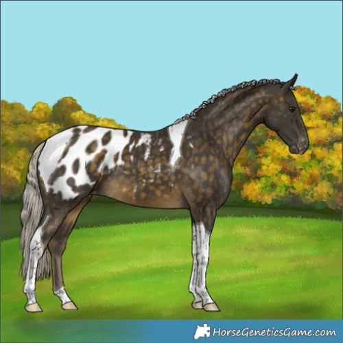 Horse Color:Silver Buckskin Tobiano Appaloosa
