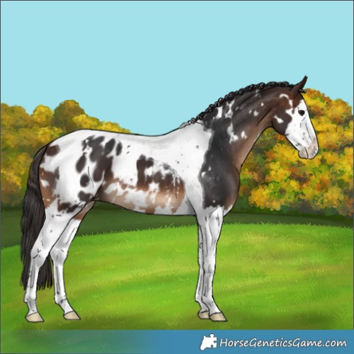Horse Color:White Spotted Brown Splash Tobiano Appaloosa 