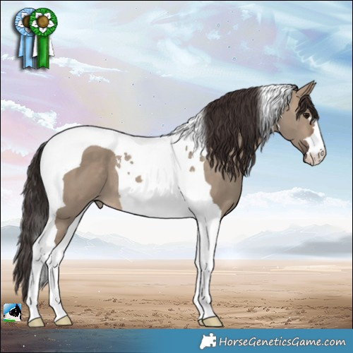 Horse Color:Brown Dun Tobiano Appaloosa 