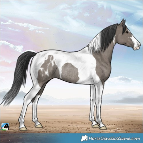 Horse Color:Grullo Tobiano Appaloosa Rabicano 