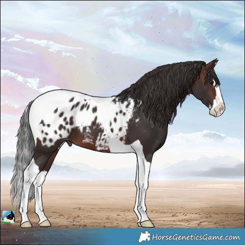 Horse Color:Brown Splash Tobiano Appaloosa 