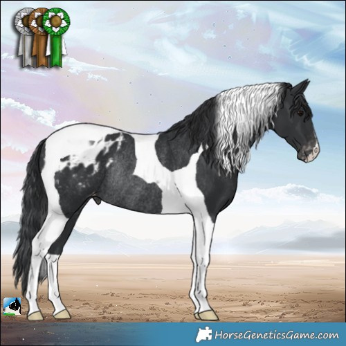 Horse Color:Black Tobiano Appaloosa Rabicano 