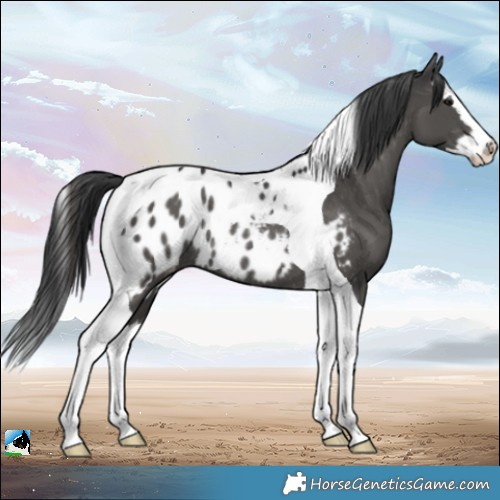 Horse Color:Black Splash Tobiano Appaloosa Rabicano